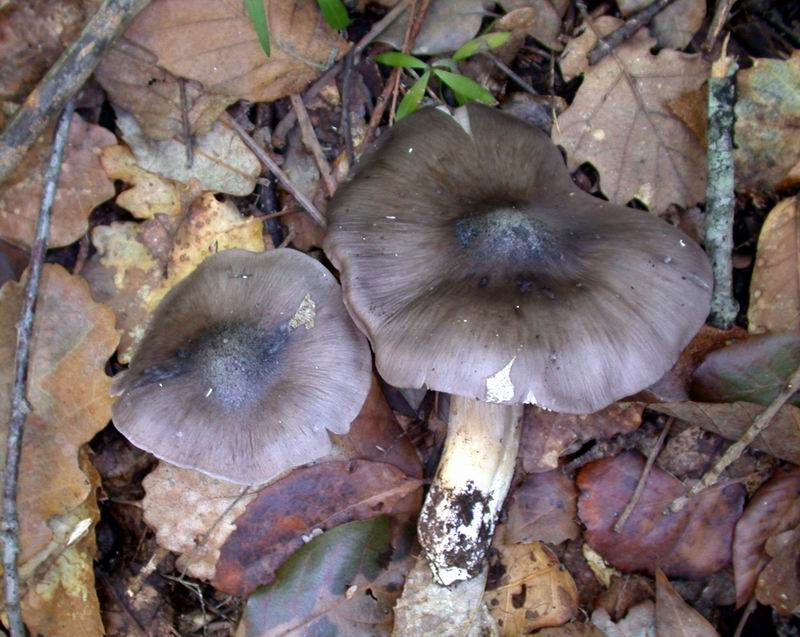 Escursione autunnale in Corsica - 3